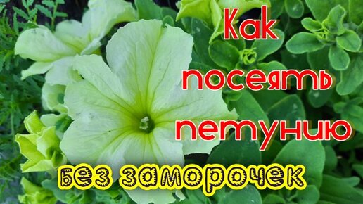 Как посеять петунию на рассаду. Подробно, детально для новичков и не только