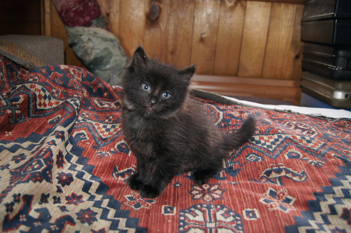 Главы из повести "Кошачья жизнь". Пушок