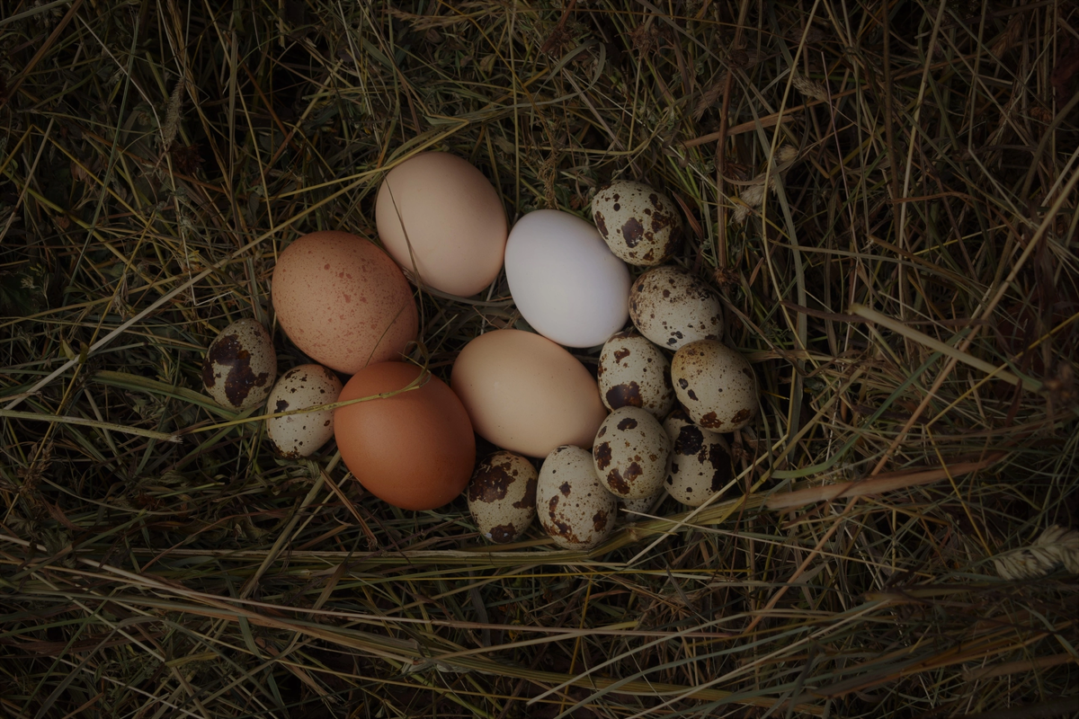 Яйца куриные и перепелиные 