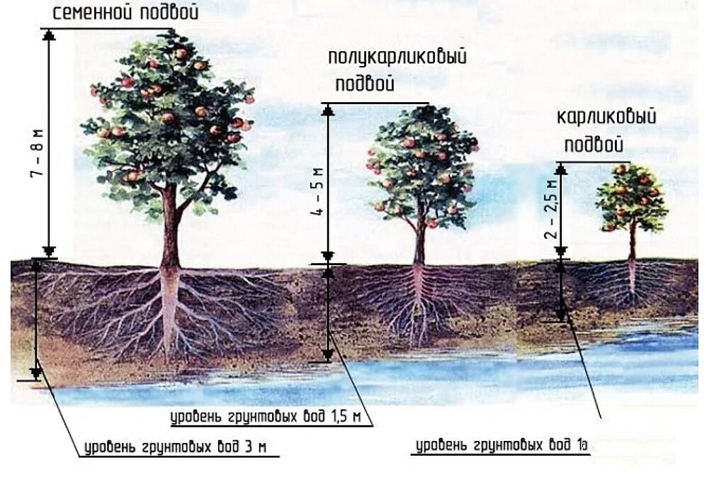 Корневая система яблони глубина схема фото и описание