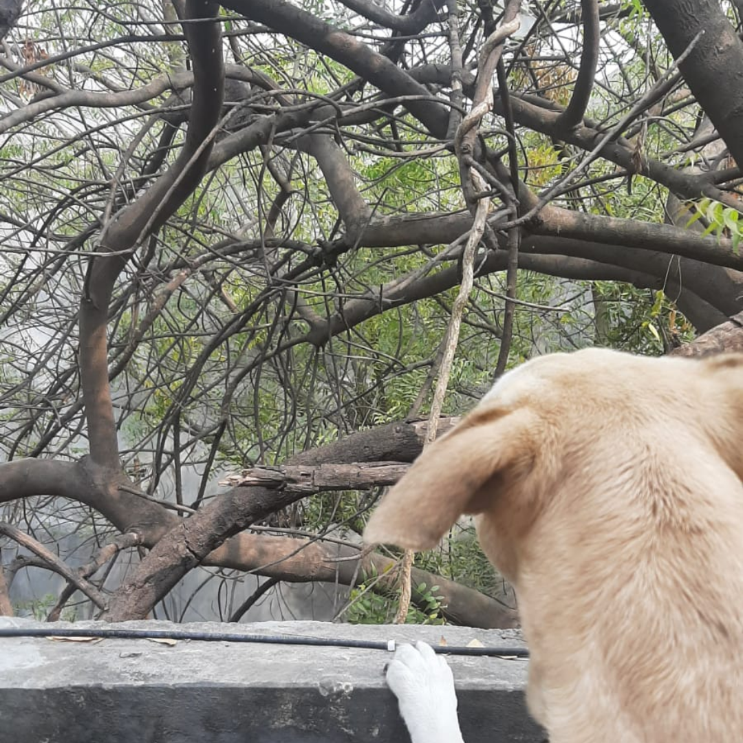 Собака кого то видит. Как видят собаки. Собаки не различают цвета. Какие цвета видят собаки. Картинка собаки которая притворилась мертвой.