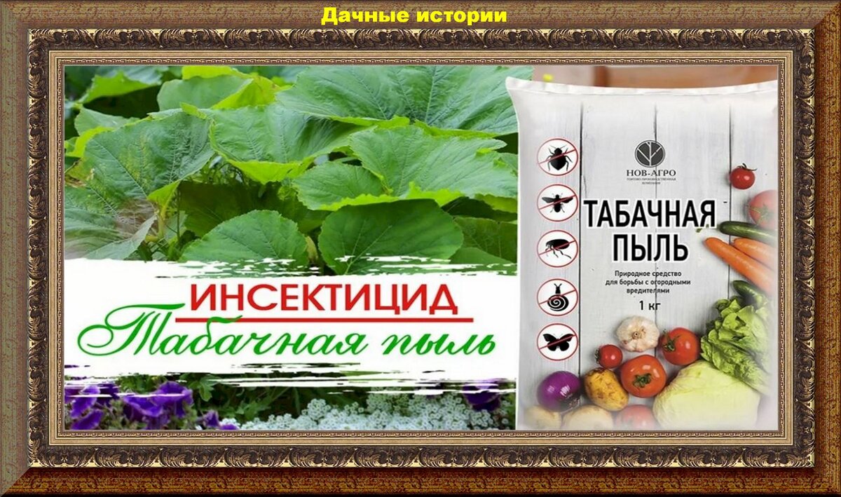 Табачная пыль - работает. Памятка дачнику как использовать с пользой на ...
