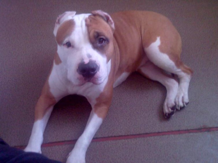 Уши а-ля алабай. forum.ua-vet.com