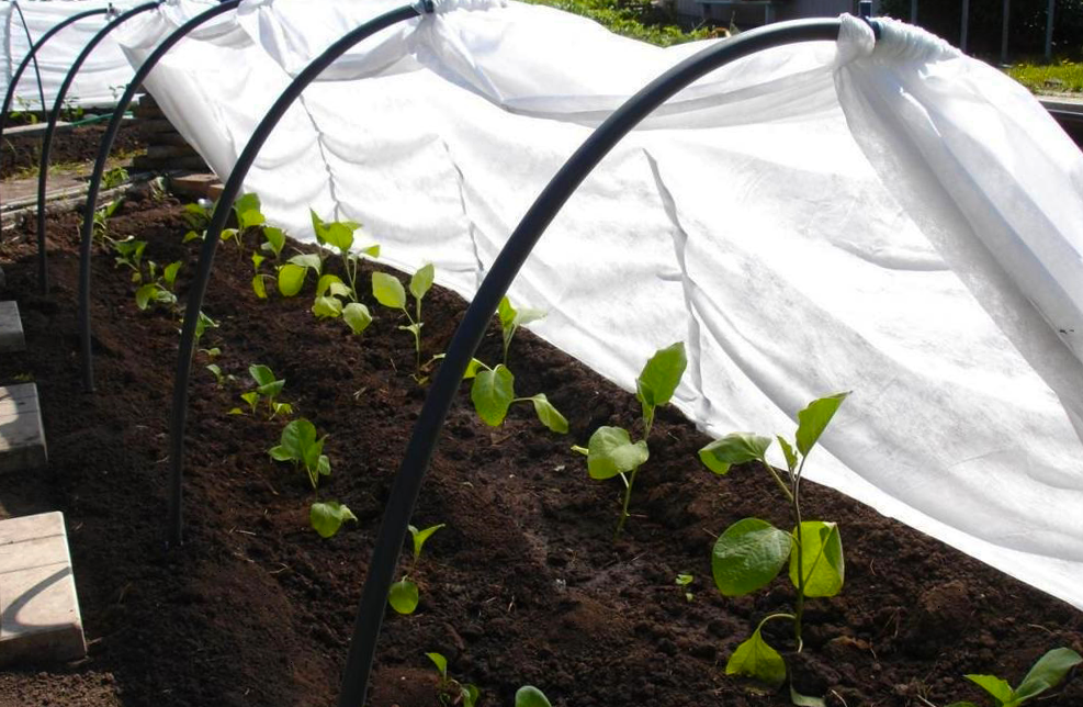 Фото перцев на дачном участке моей соседки.
