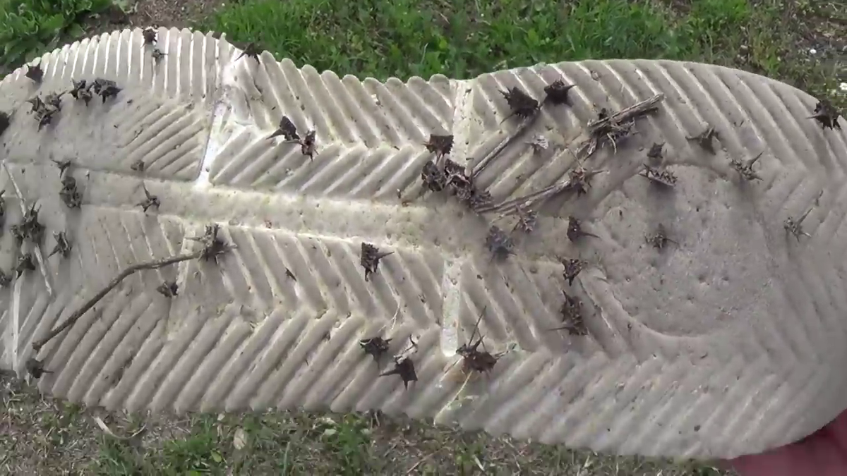 Трава "Якорцы стелющиеся" повышающая энергетику человека. Колючая она, может поэтому и избегаем ее. якорцы стелющиеся.