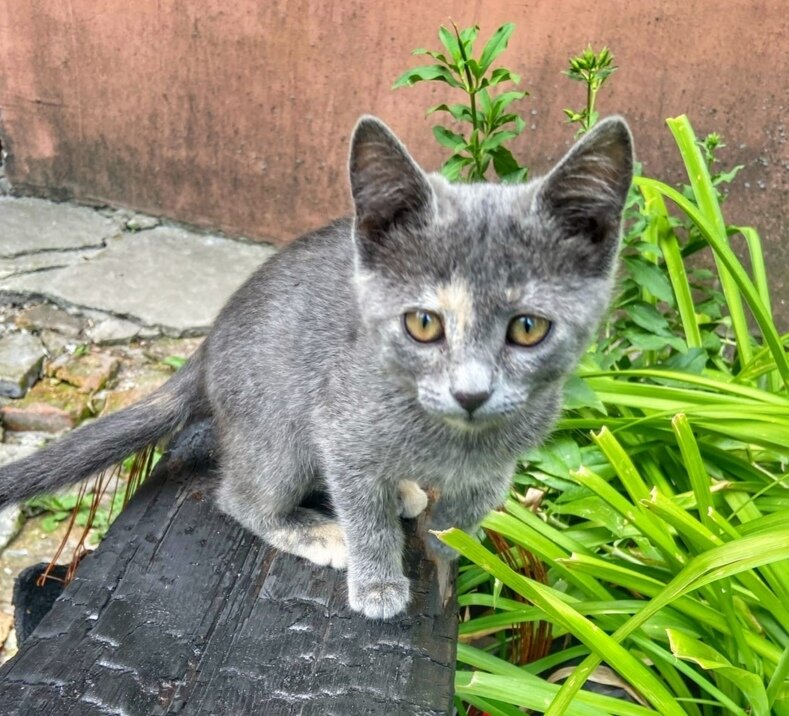 Лана