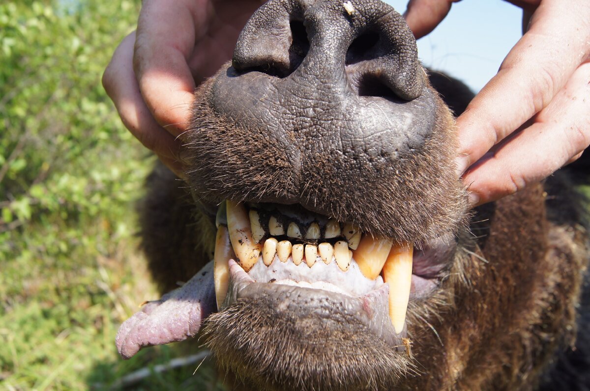 Клыки медведя