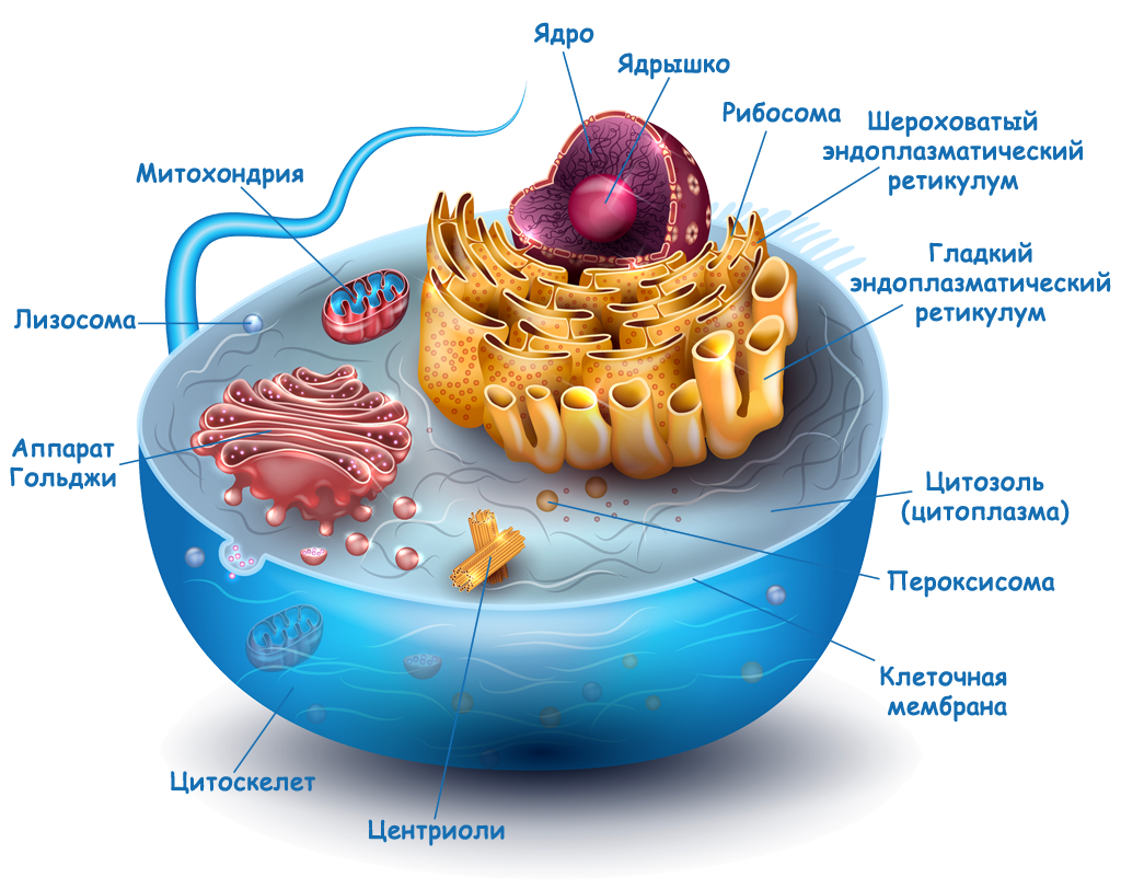 Уровень организации живого митохондрия. Цитоплазматическая мембрана ядрышко. Ядро митохондрии и лизосомы. Митохондрия аппарат Гольджи. Особенности строения клетки животного.