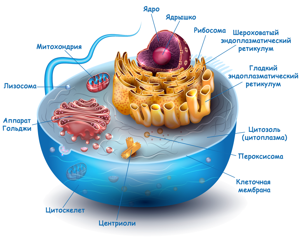 Клетка животного организма. Цитоплазматическая мембрана — ￼; ядро — ￼; митохондрии —. Митохондрии рибосомы аппарат Гольджи. Ядра, рибосомы, митохондрии, клетки. Ядро митохондрии и лизосомы.