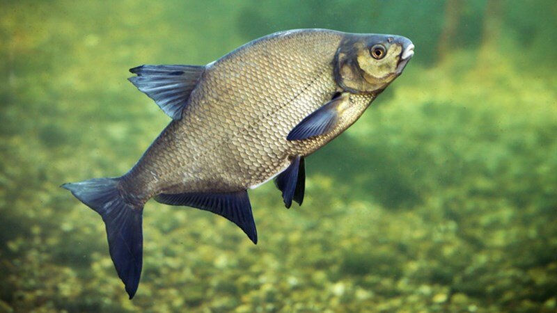 Растет лещ долго, достигая на втором году жизни веса всего лишь 20-30 граммов.