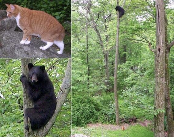 Представить такое в реальной жизни очень тяжело, однако, это факт