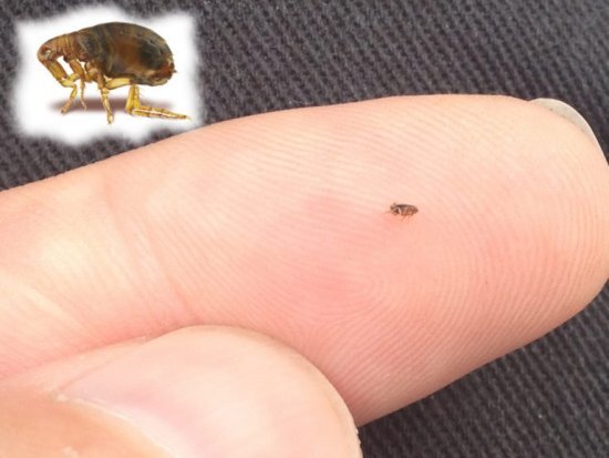 
Ученые выяснили, что блохи могут стать переносчиком более 200 видов вирусов, бактерий и простейших