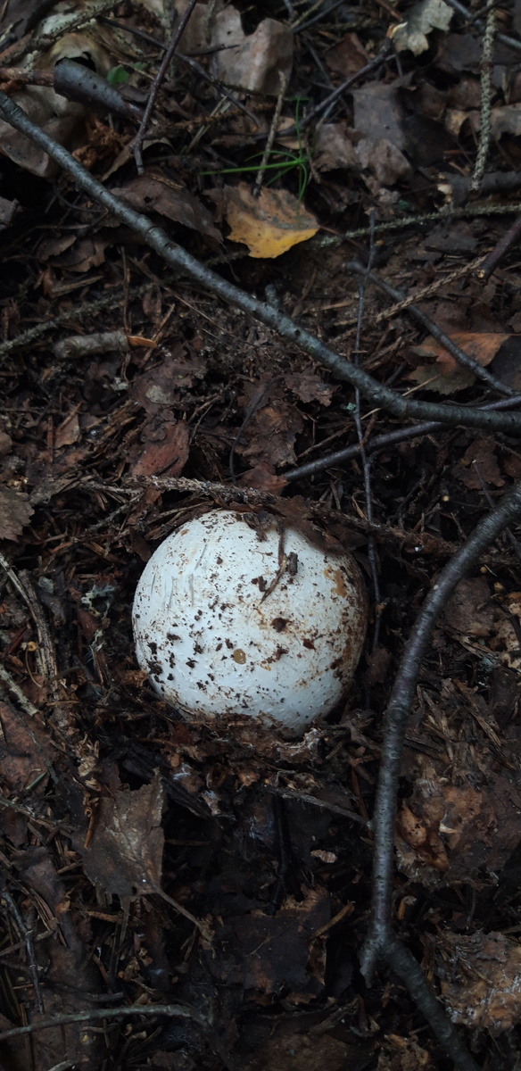 Молодые плодовые тела прячутся в лесной подстилке, и потому малозаметны