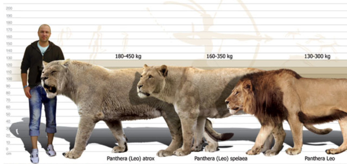 Сравнение Американского льва и его ближайших родичей (не человека, а пещерного и африканского львов).