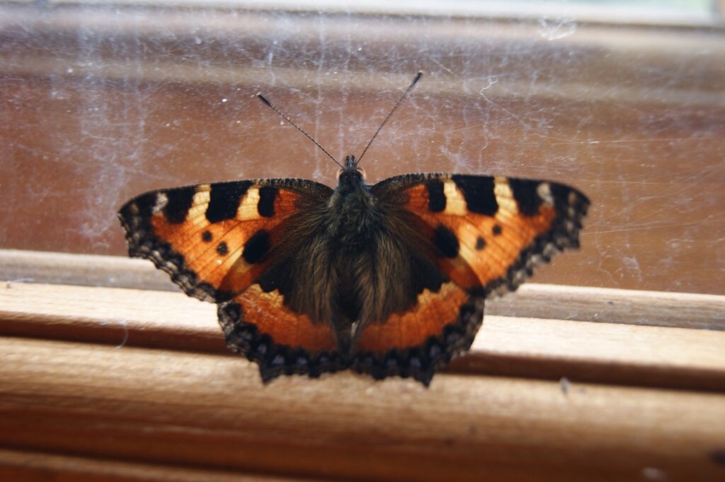 Крапивница на окне