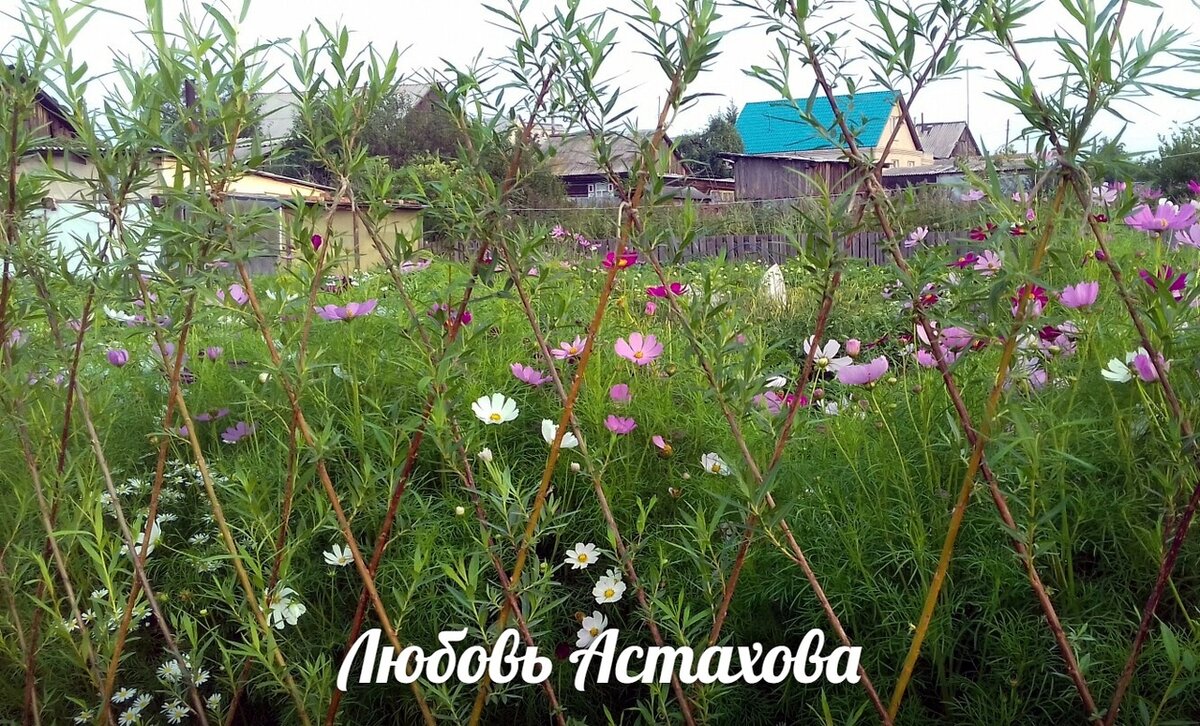 "Хочу" может возникнуть из внешнего мира: изгороди из сетки, кованные, из профнастила... моё "нужно" жить в красивом и живом пространстве, заменяет старый забор на живую изгородь. 