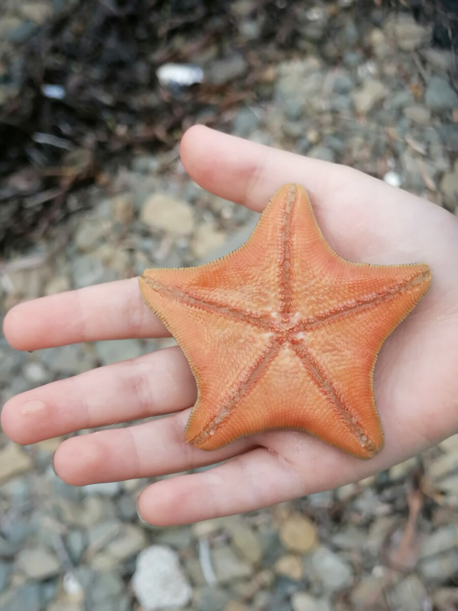 Laguna морская звезда