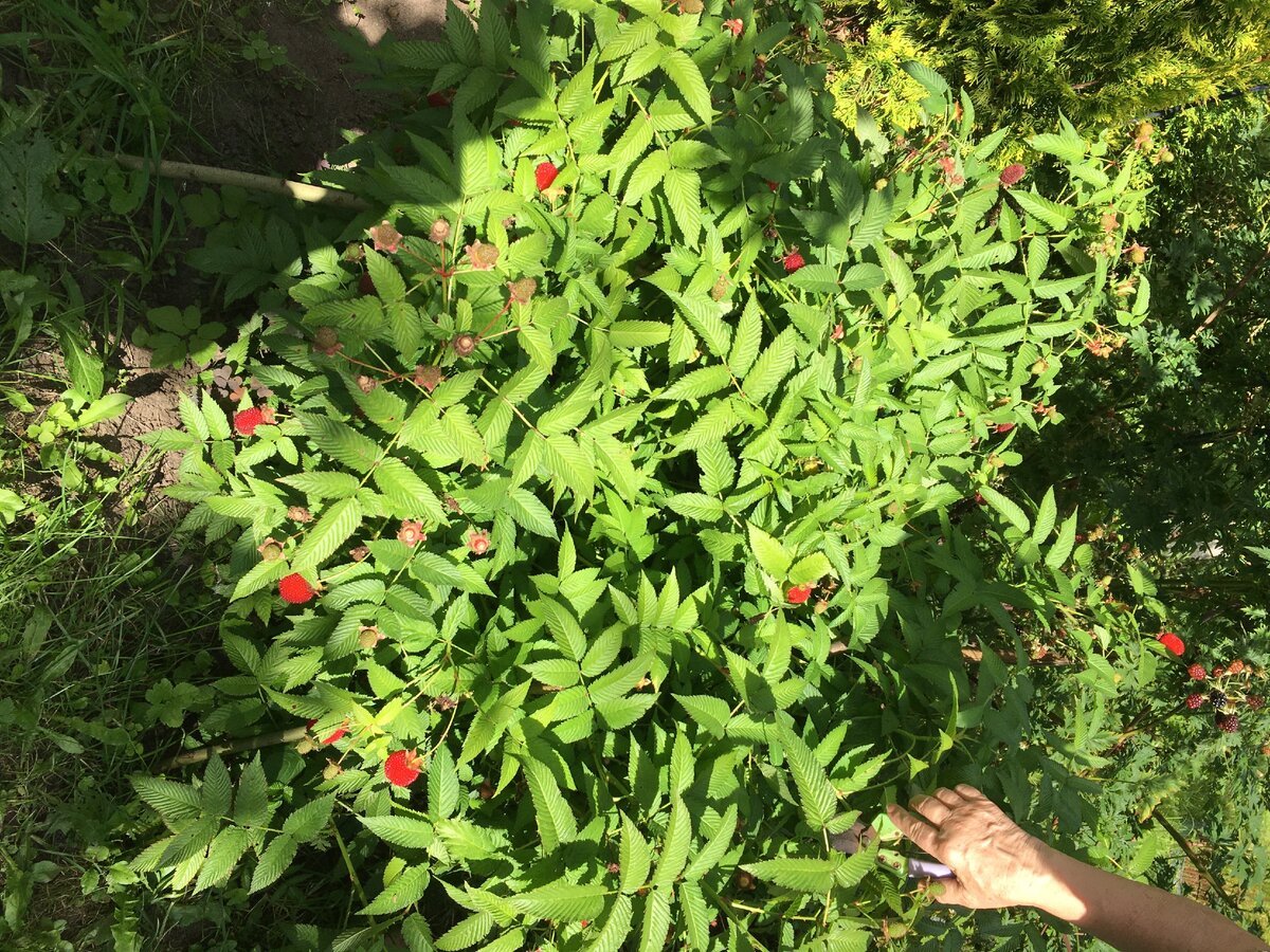 Фотография сделана 19 августа, к сожалению цветов не видно, но много еще не раскрывшихся бутонов!