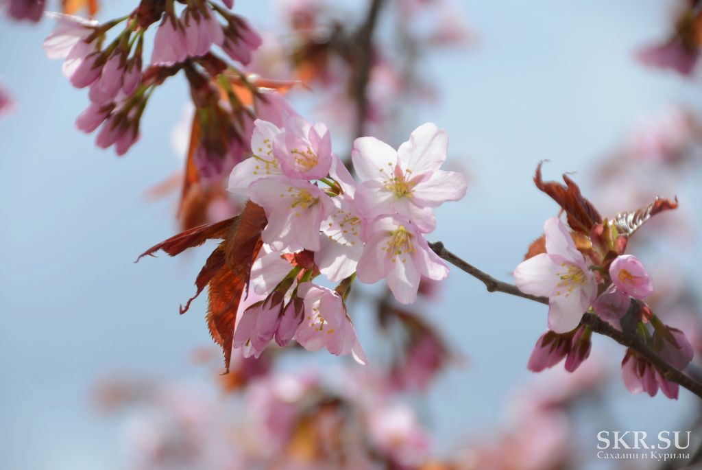 Самым красивым цветком в мире признан цветок Сакуры,