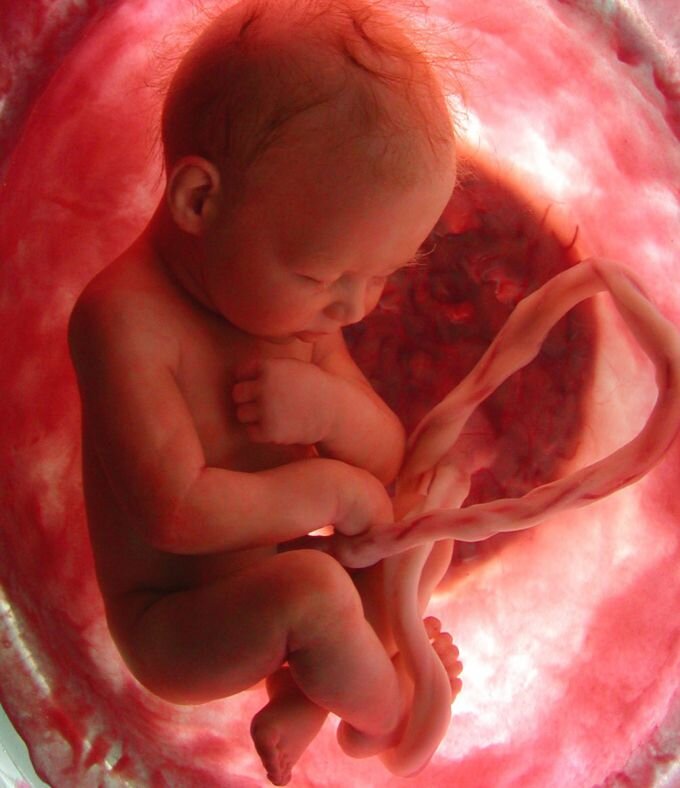 Развитие плода.