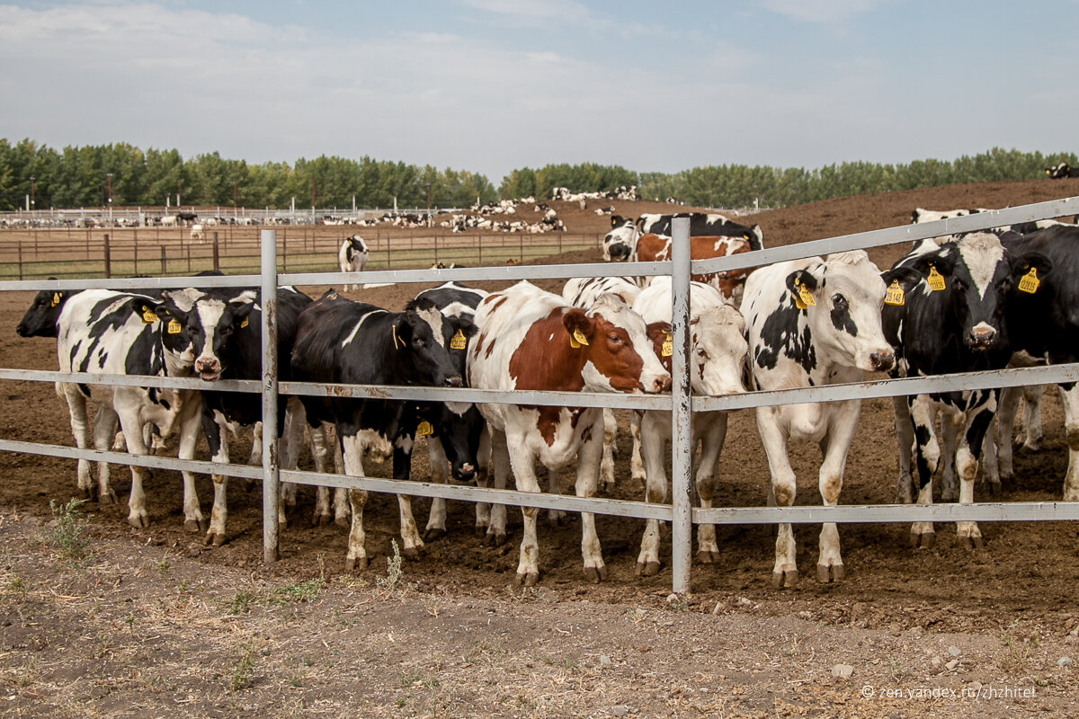 Как немец научил русских выращивать коров и создал в России крупнейшее производство молока в Европе