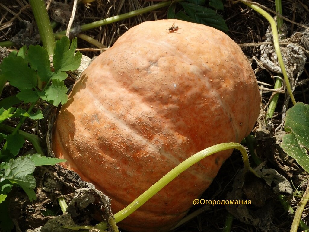 Тыквы много не бывает!!!