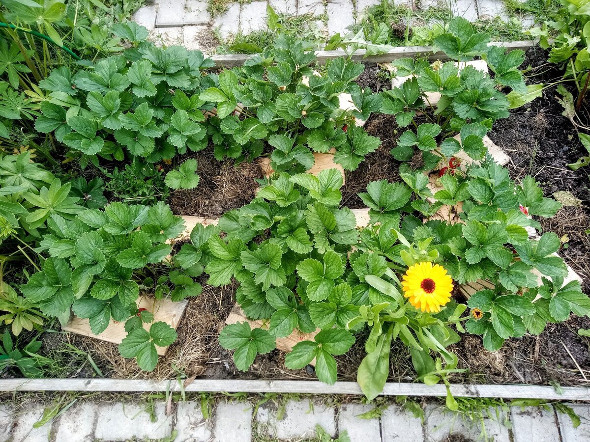 Клубника-первогодка Корона на грядке, начало июля 2020