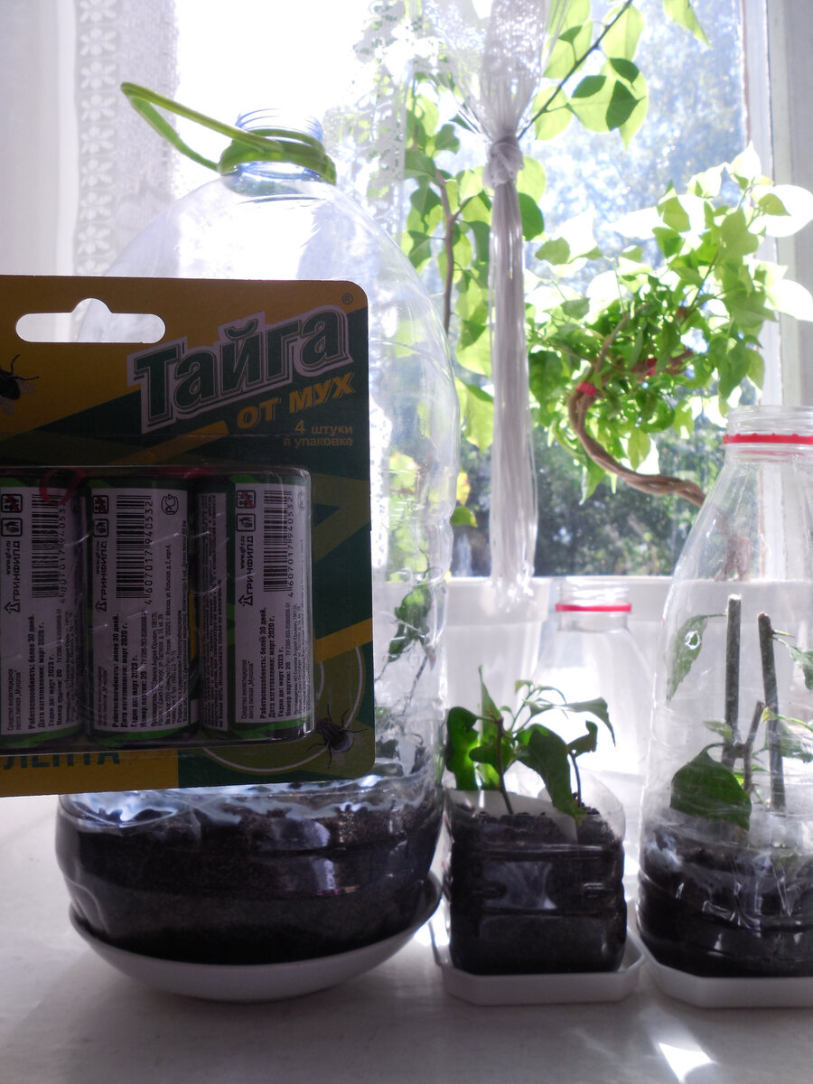 Лента от мух. А за ней, на подоконнике, в тепличках из пластиковых бутылок укореняются черенки бугенвиллеи