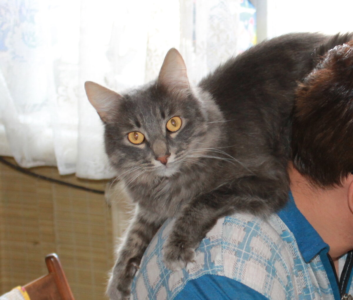 Самое любимое занятие Максика - устроиться на плечах хозяина :)