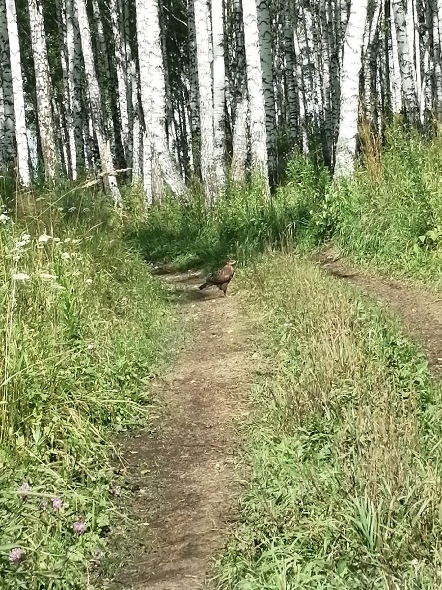 Мистер Коршун показывает дорогу к деревне