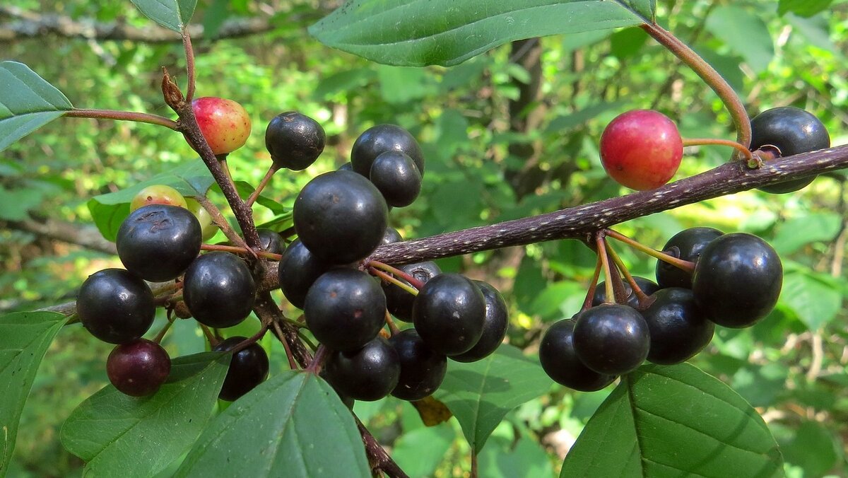 Фото с сайта domovod.guru