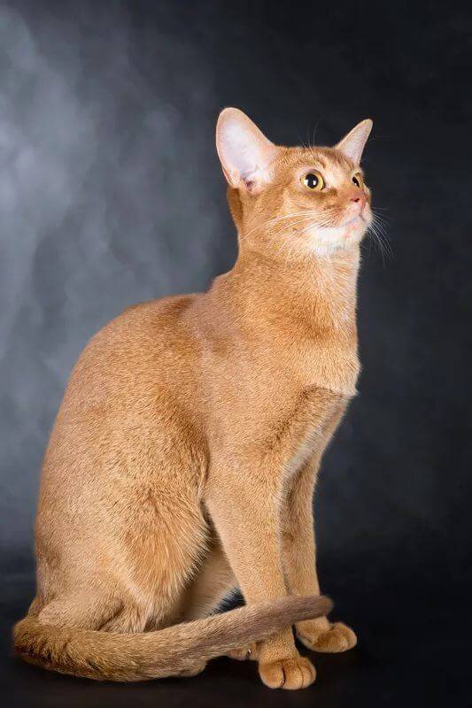 окрас соррель (sorrel)