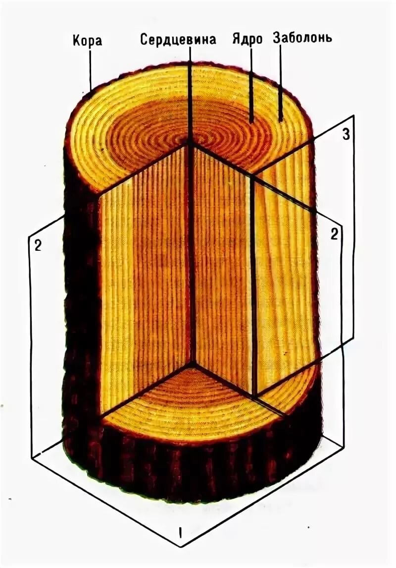 Небольшая схема для понимания структуры ядрового дерева