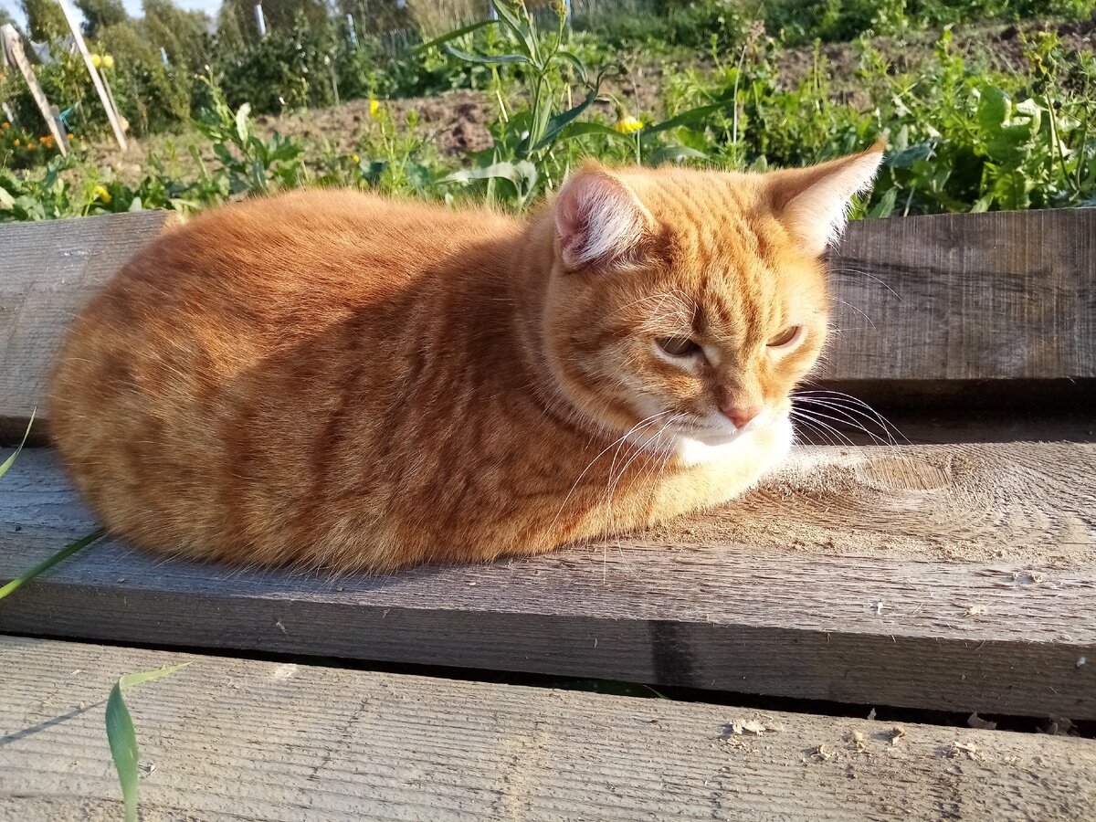 Принимаю солнечные ванны.