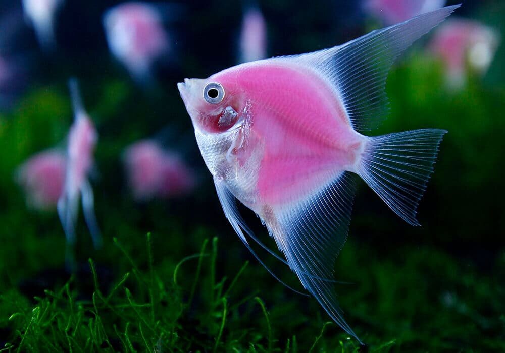 Источник.Яндекс.Картинки.