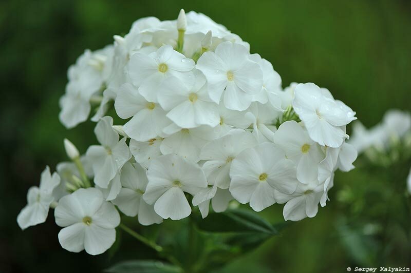 Флокс Архангел