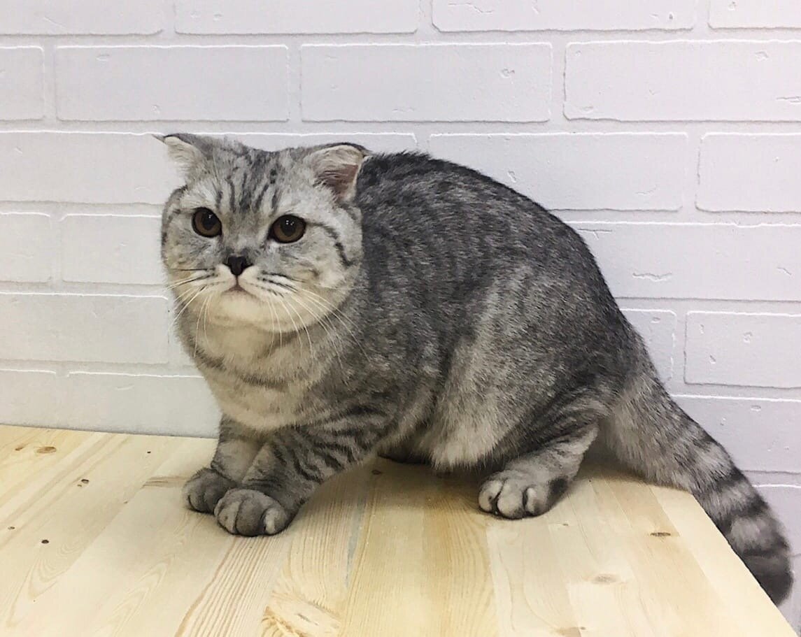 Куся в груминг-салоне PetSpa