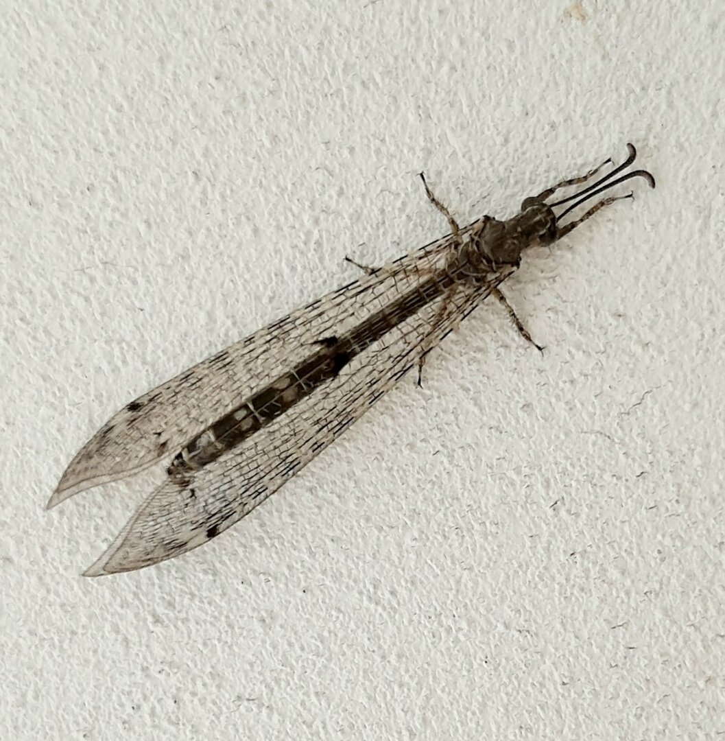 Муравьиный лев на стене. Неожиданная фотоохота в период очереди в поликлинике. г.Астрахань, июль.