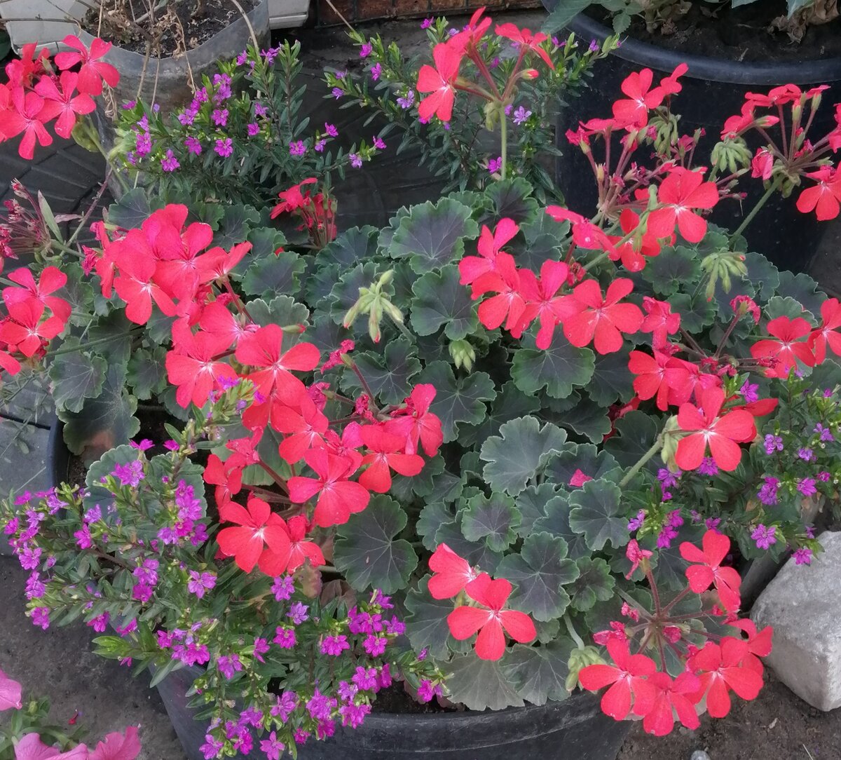 Куфея розовая и пеларгония