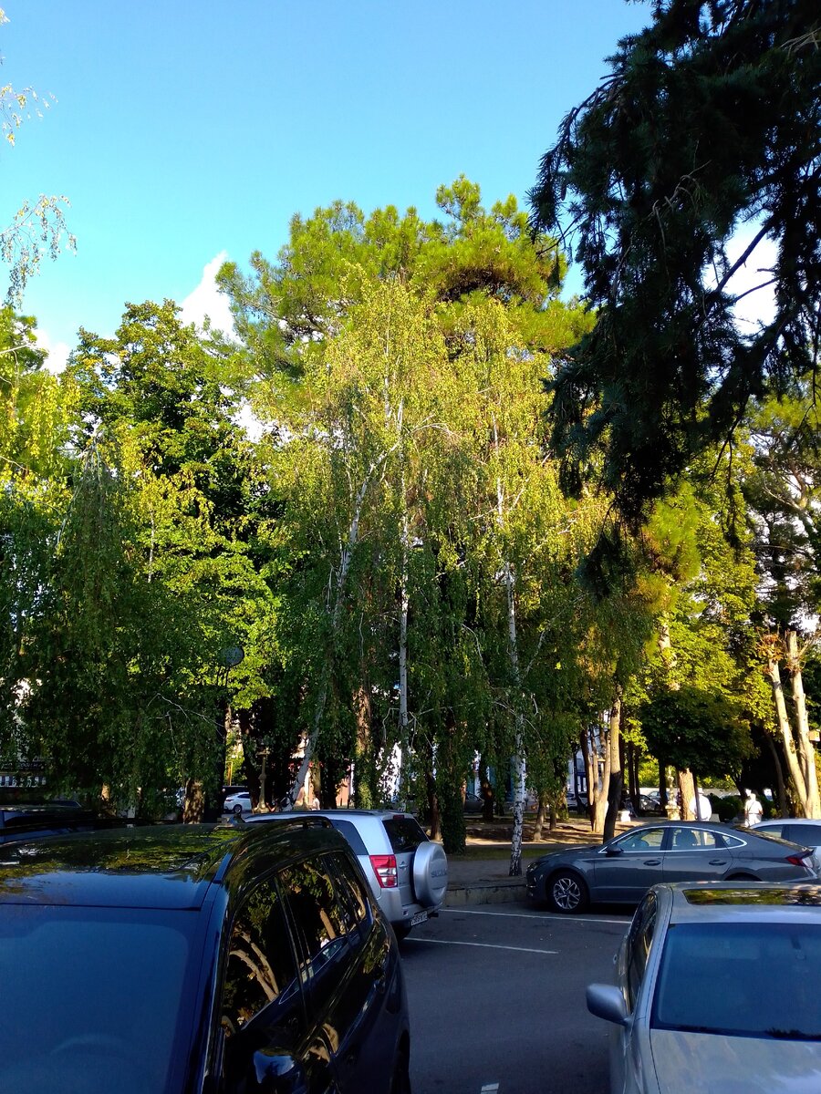 На юге даже в октябре березы стоят еще зеленые.