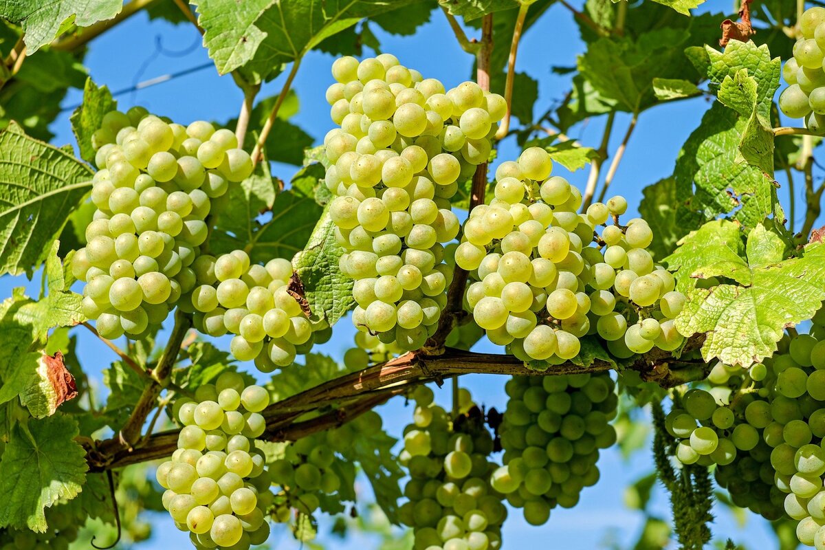 Как сажать черенки винограда: полная инструкция