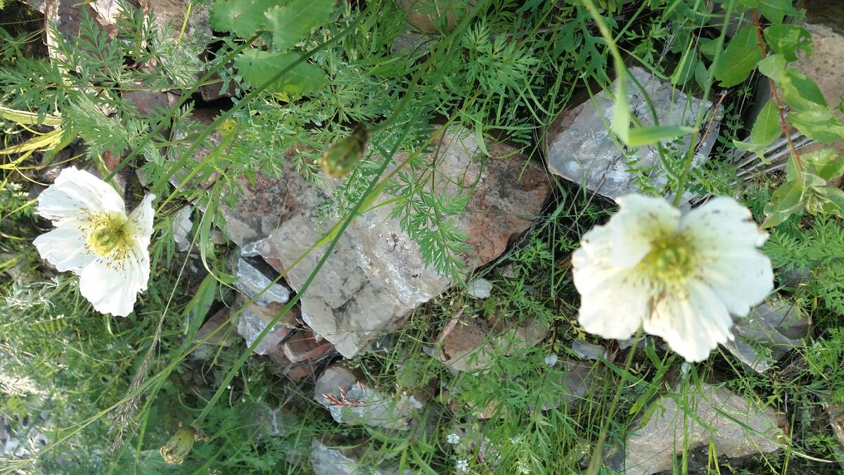 Белые маки. Символ приятных воспоминаний и умиротворения. 