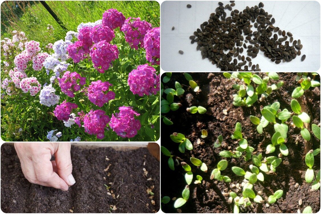 Это флоксы. Обычнее некуда. Хочу такие. Фото из Интернета.