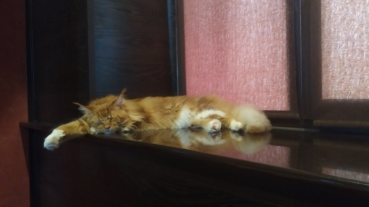 Мейн кун Стëпа. 
