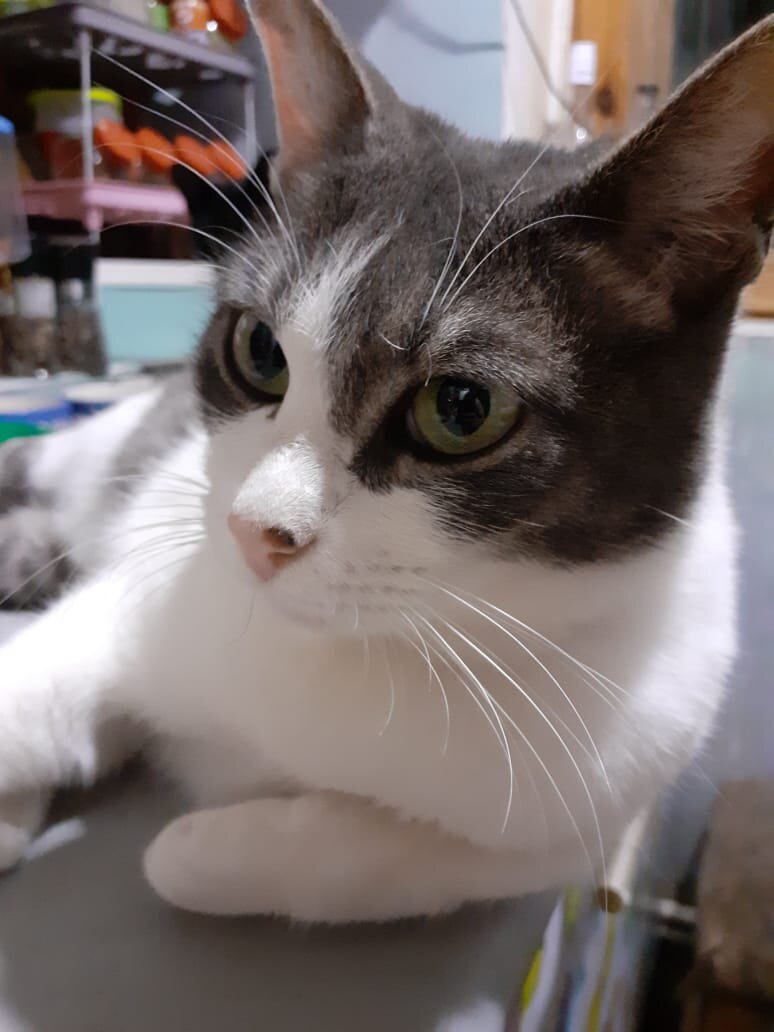 Вот такой кусок "грязи" у Почки на носу.