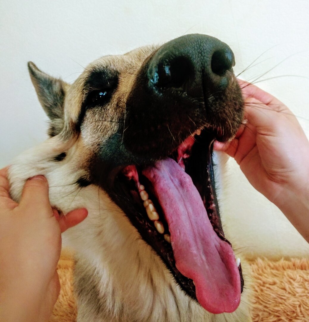 Моя собака