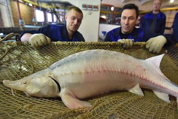 Почему самая дорогая икра в мире стоит 18.500€ за 1 кг | fish2o |  производитель премиум лосося | Дзен