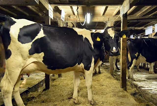 Почему у коровы нет жвачки