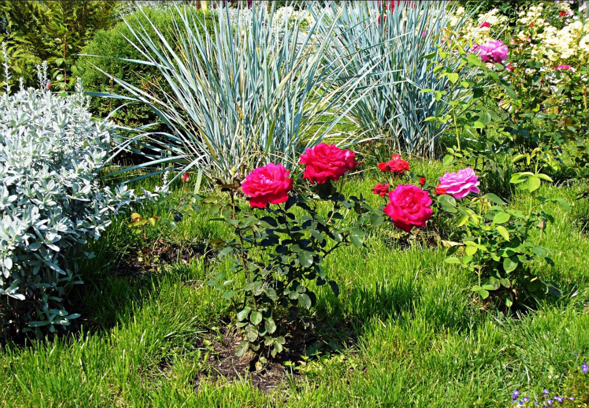 Розы и элимус