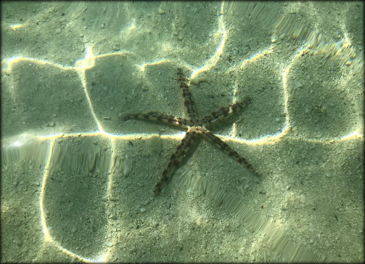 Занзибар морские звезды